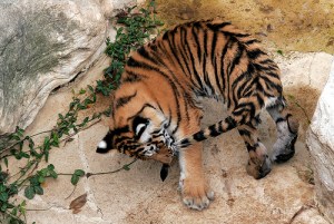 A Tiger by the Tail! (Photo: Kimberly Brown-Azzarello, http://www.flickr.com/photos/kb-a/)