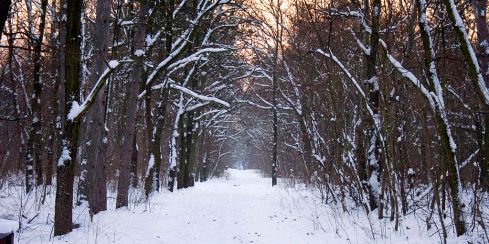 Winter forest near Budapest, Hungary. Wikimedia Commons.