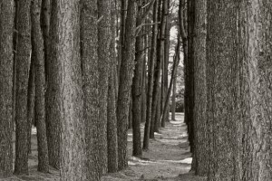 Forest_for_the_Trees