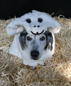 Photo Credit: petsadviser.com